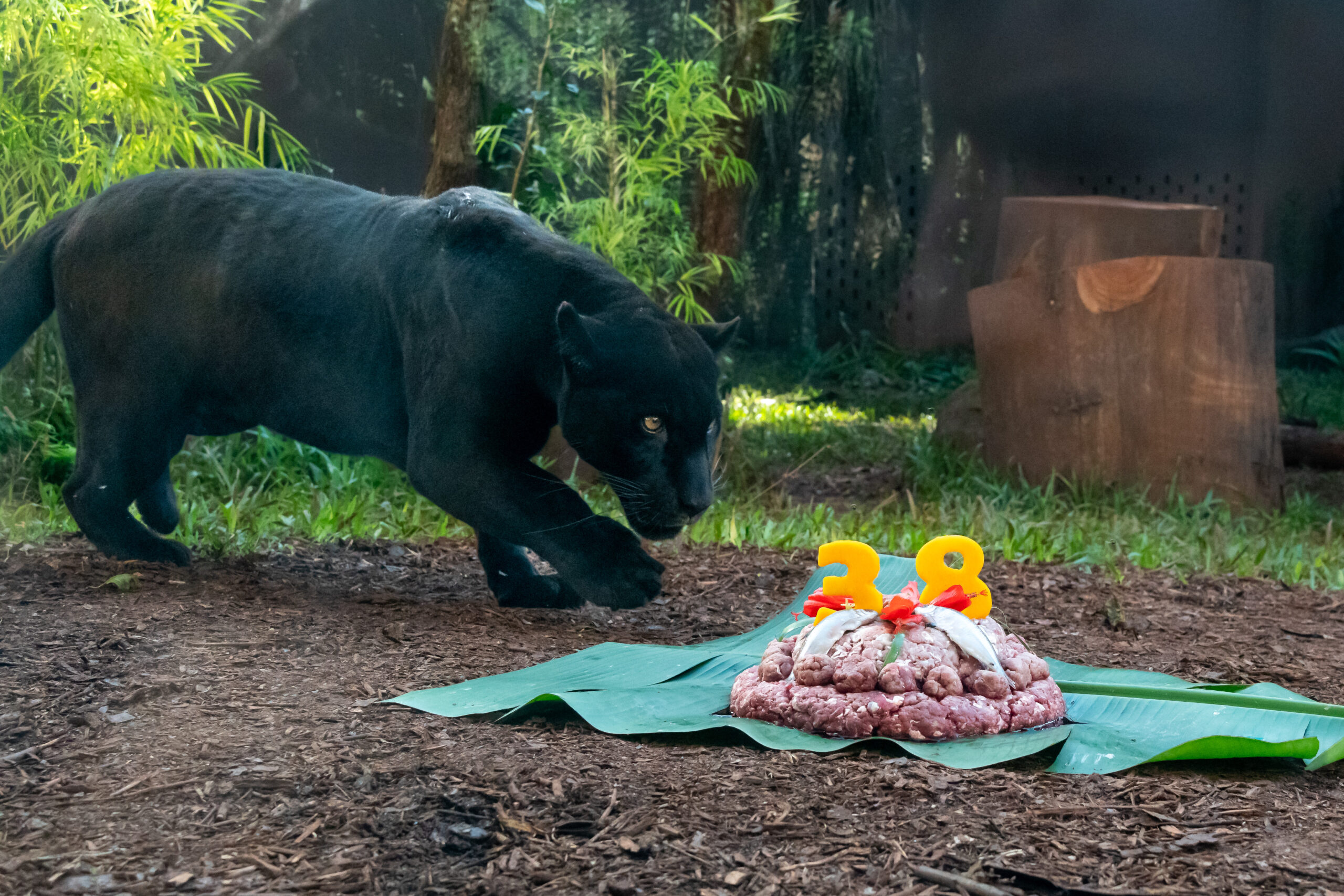 No aniversário do RBV, animais têm dia de festa, presentes e a