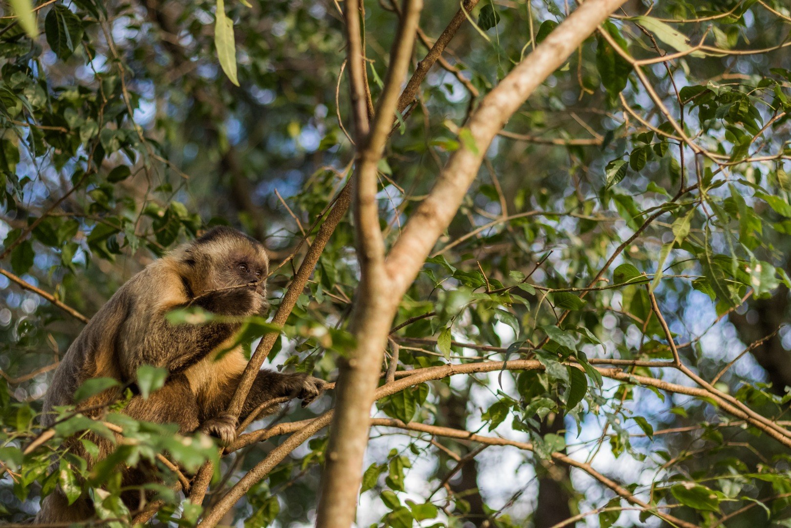 Pesquisa detalha comportamento e alimentação dos macacos-prego que vivem no Bosque dos Macacos