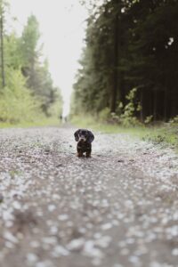 RPC lança ferramenta para ajudar a encontrar pets perdidos no Paraná