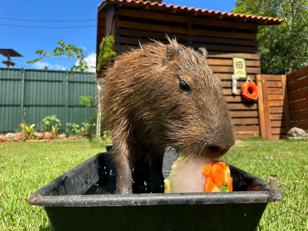 Enriquecimento Ambiental de Verão encanta visitantes no Eco Park Foz com bem-estar animal e educação ambiental
