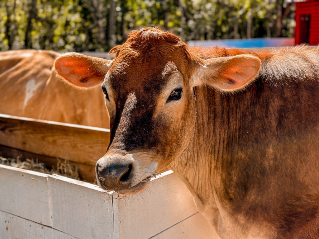 Colônia de Férias Eco Aventureiros transforma janeiro em uma experiência educativa no Eco Park Foz