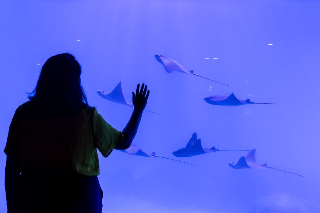 Janeiro histórico impulsiona turismo em Foz do Iguaçu com recorde no Marco das Três Fronteiras e AquaFoz