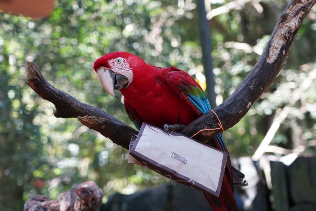 Parque das Aves promove Campanha Lixo Zero para enriquecimento ambiental de animais