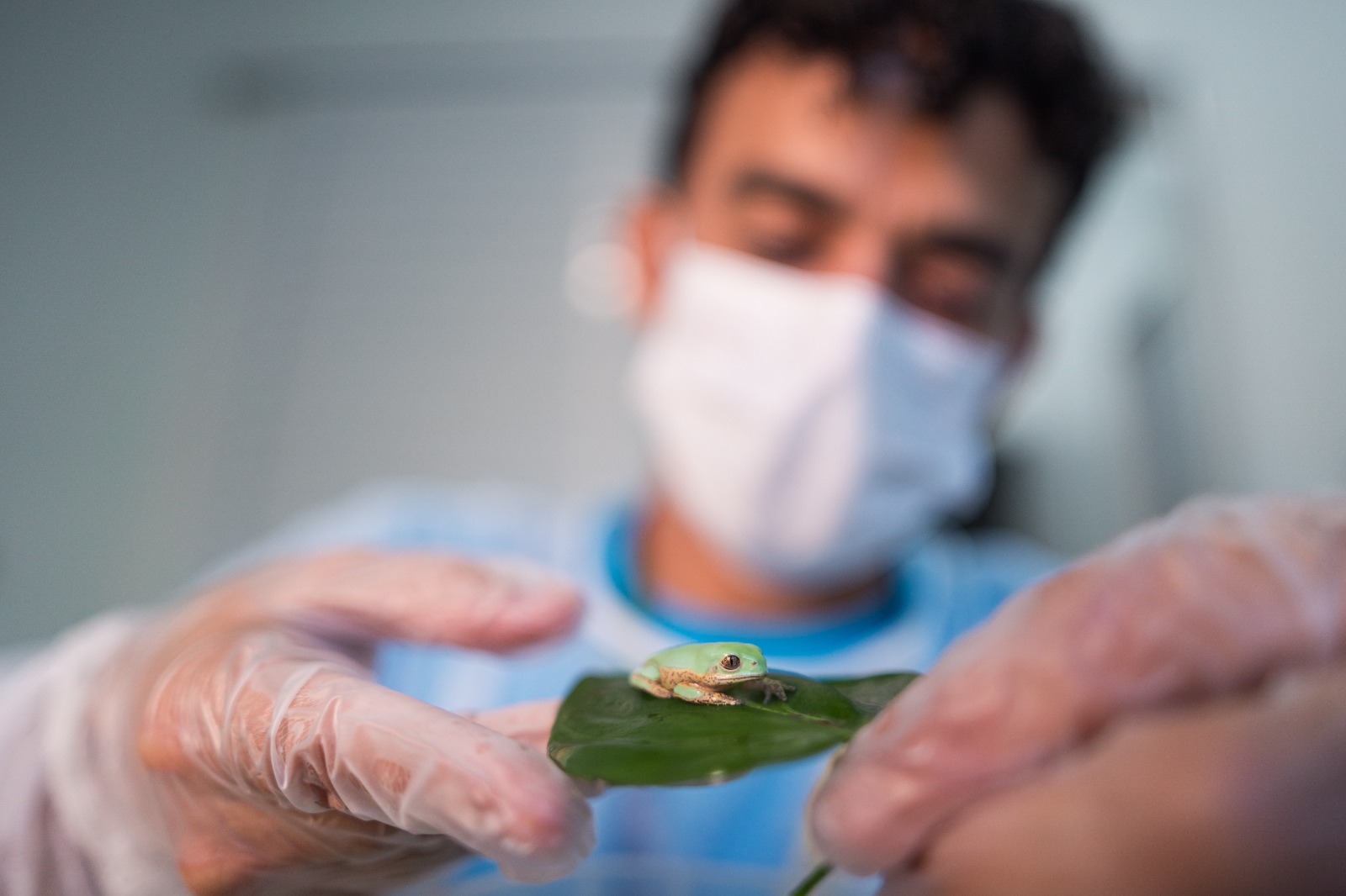 Parque das Aves celebra Dia de Salvar os Sapos com ação sobre anfíbios da Mata Atlântica
