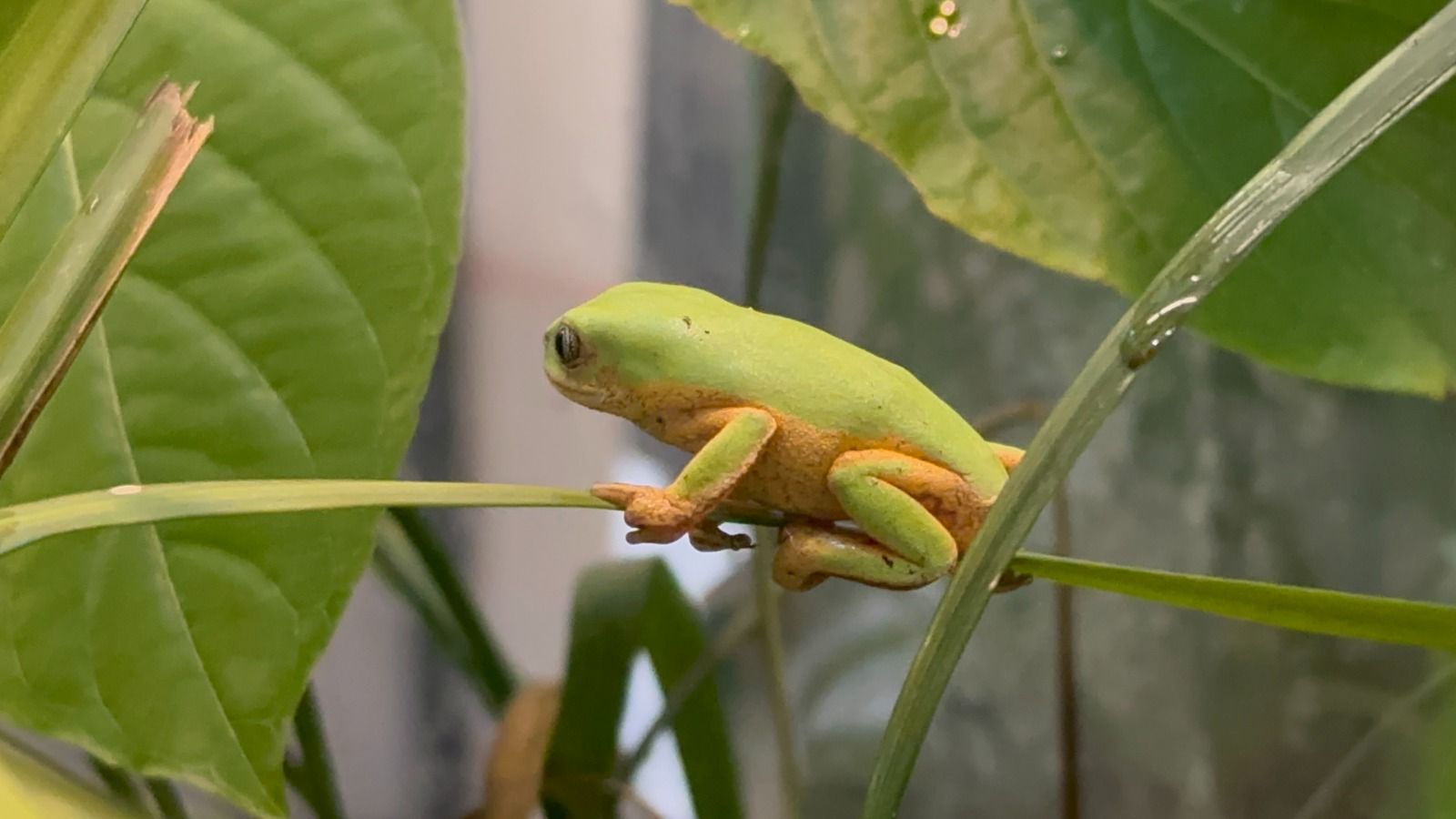Parque das Aves registra nascimento inédito de espécie ameaçada de extinção