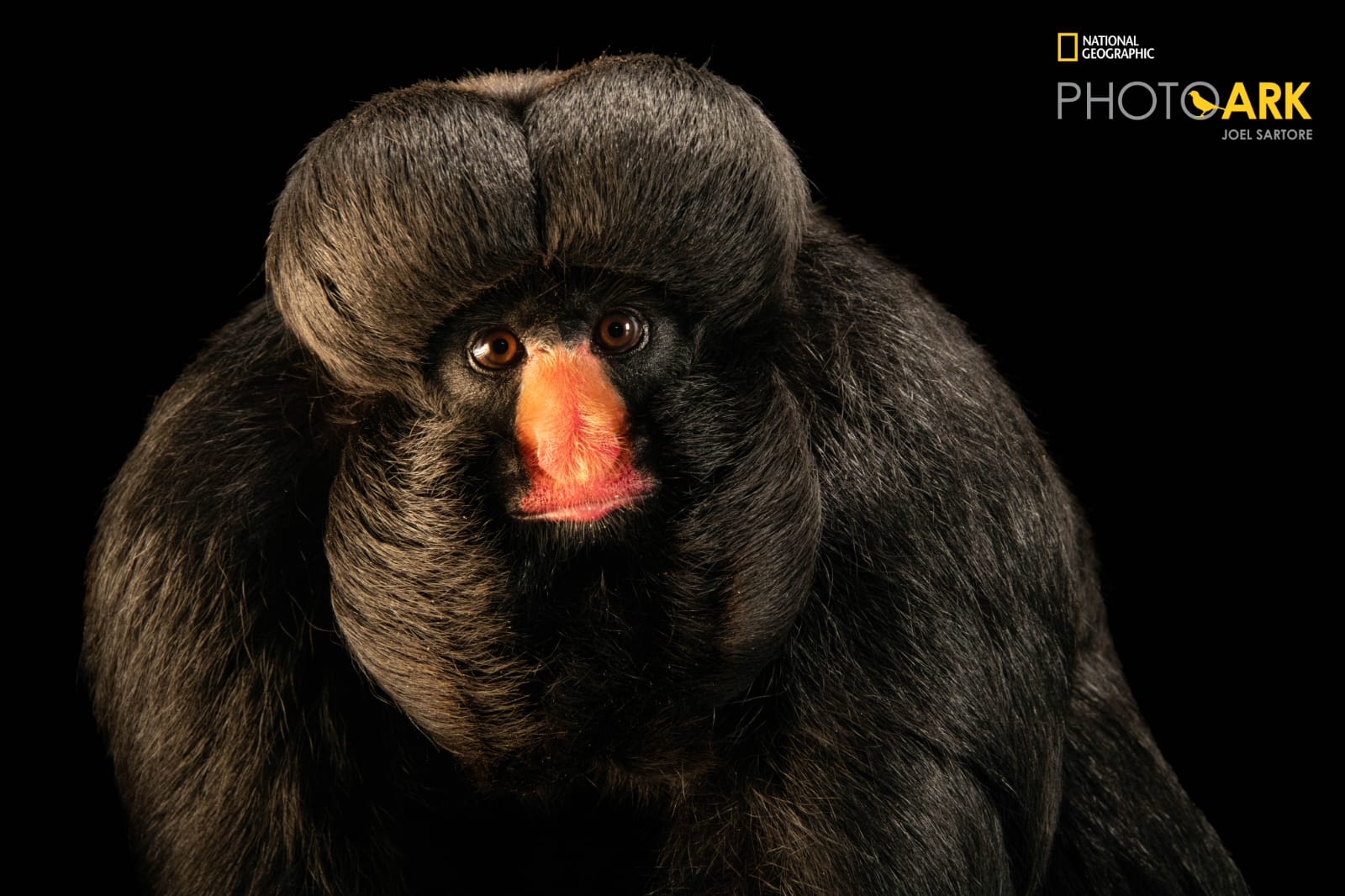 Zoo Park Foz recebe fotos de cuxiú ameaçado de extinção que serão publicadas pela National Geographic