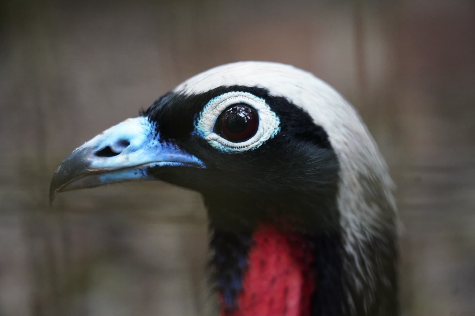 Jacutingas criadas no Parque das Aves reforçam a população da espécie na Mata Atlântica