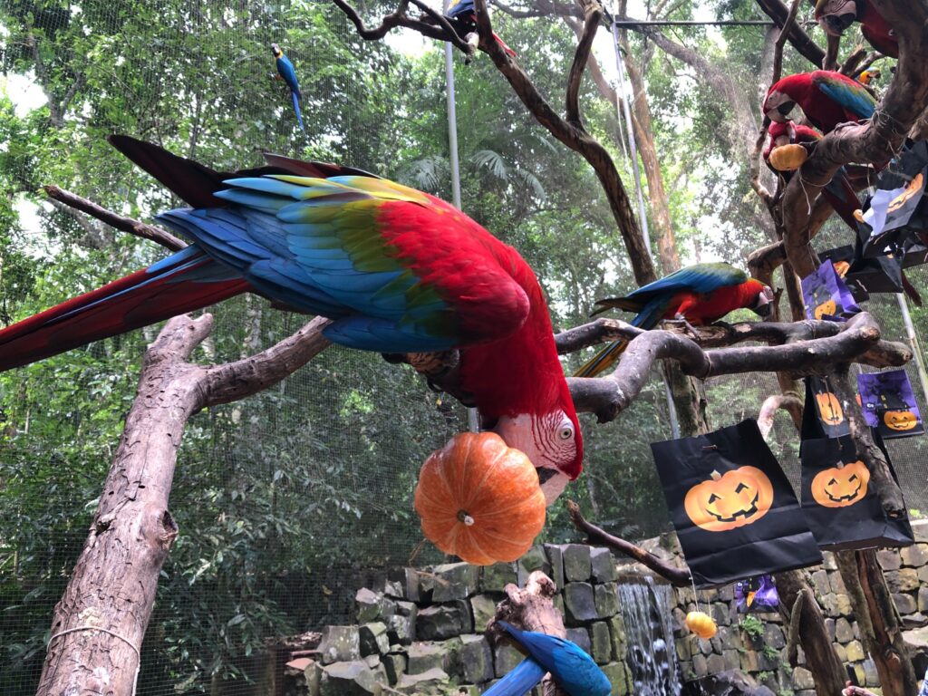 Parque das Aves terá programação especial de Halloween em 31 de outubro