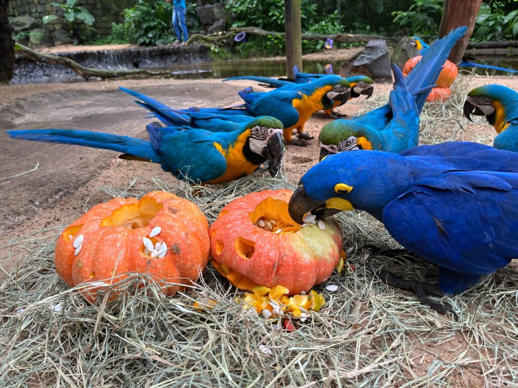 Parque das Aves oferece entrada gratuita a moradores de Foz do Iguaçu até 31 de outubro