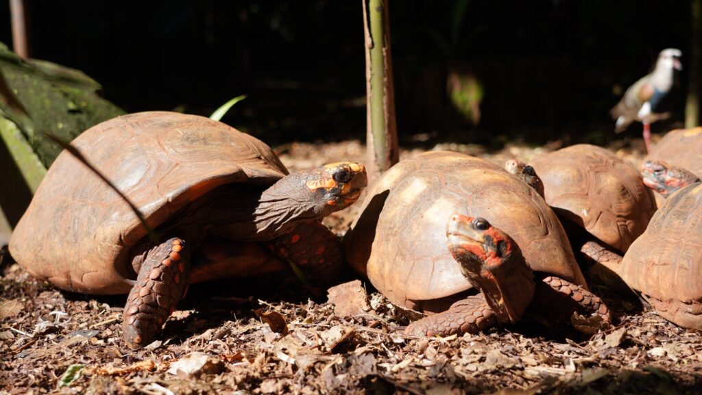Parque das Aves promove exposição sobre répteis da Mata Atlântica