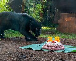 No aniversário do RBV, animais têm dia de festa, presentes e a